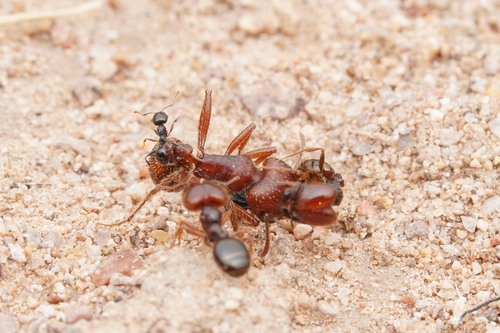 Pheidole xerophila photo 4
