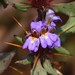 Hygrophila auriculata - Photo (c) Shiwalee Samant, algunos derechos reservados (CC BY-NC), uploaded by Shiwalee Samant