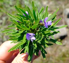 Psoralea platyphylla