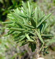 Psoralea platyphylla
