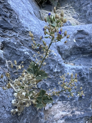 Ripley's Aliciella (Aliciella ripleyi)