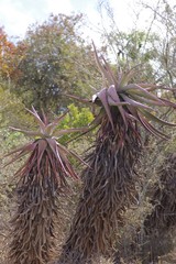Aloe ferox