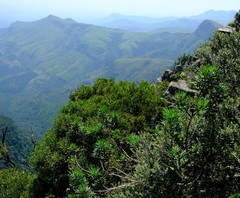 Psoralea platyphylla