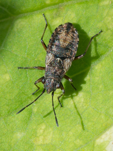 Žilinė Dirvablakė nuotrauka