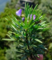 Psoralea platyphylla