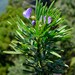Psoralea platyphylla - Photo (c) Nick Helme,  זכויות יוצרים חלקיות (CC BY-SA), הועלה על ידי Nick Helme