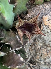 Huernia stapelioides