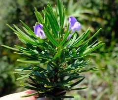 Psoralea platyphylla