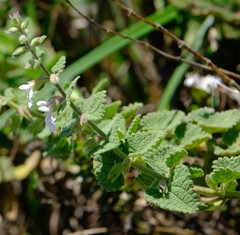 Stachys natalensis
