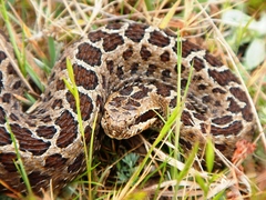 Crotalus triseriatus