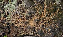 Psammotropha myriantha