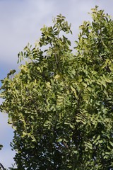 Ptaeroxylon obliquum