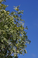 Ptaeroxylon obliquum