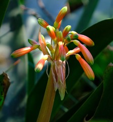 Clivia caulescens
