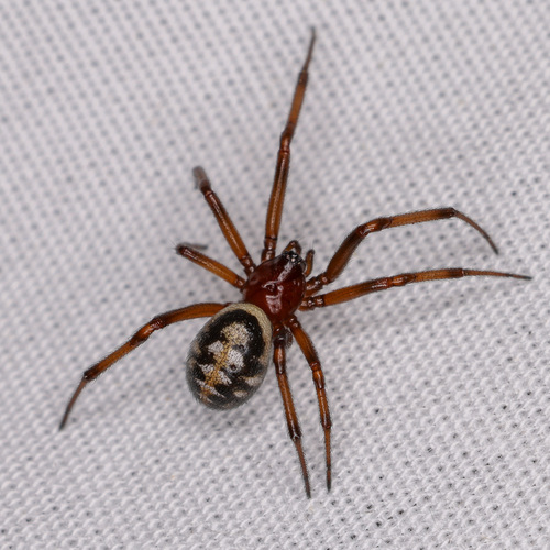 White-spotted False Widow, Tuolumne County, CA, USA, photo 9 of 10