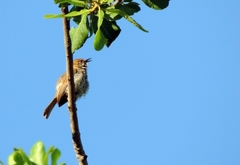 Calamonastes stierlingi