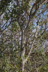 Ptaeroxylon obliquum
