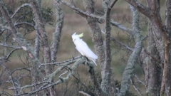 Cacatua galerita galerita