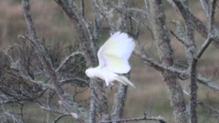 Cacatua galerita galerita