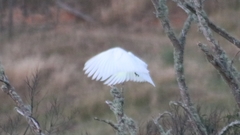 Cacatua galerita galerita