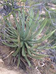 Agave aurea