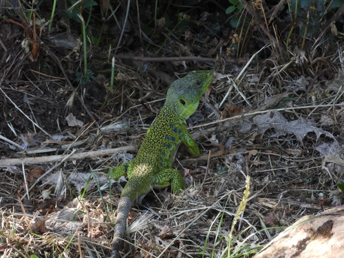 Avistamiento Lagarto ocelado (fardacho)