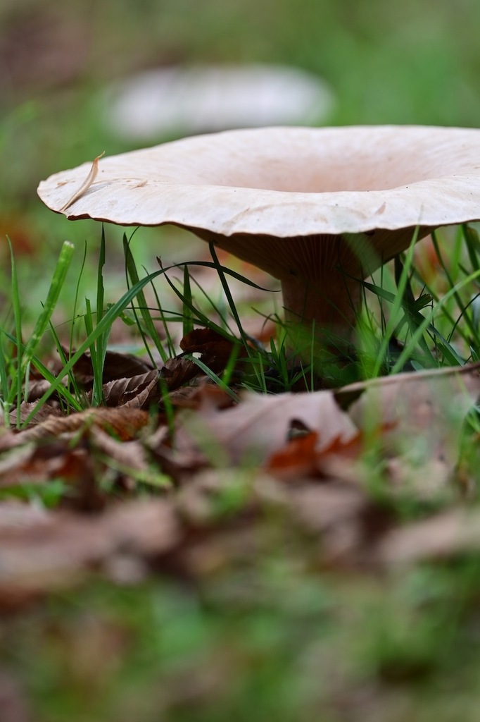Infundibulicybe geotropa · November 2025 · photo: © ulrike_schmidbauer (iNaturalist, cc-by-nc)