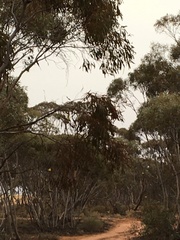 Polytelis anthopeplus