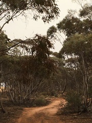 Polytelis anthopeplus