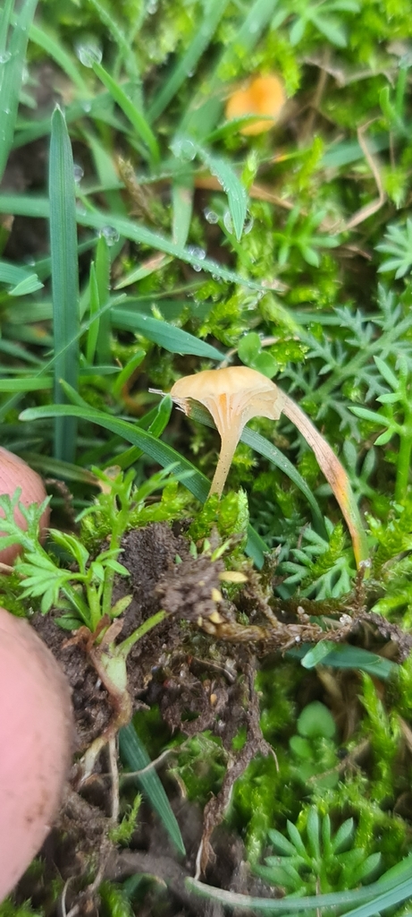 Rickenella fibula · November 2025 · photo: © artgelling (iNaturalist, cc0)