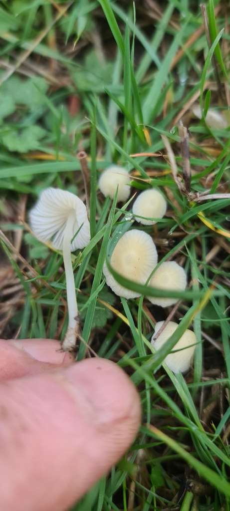 Atheniella flavoalba · November 2025 · photo: © artgelling (iNaturalist, cc0)
