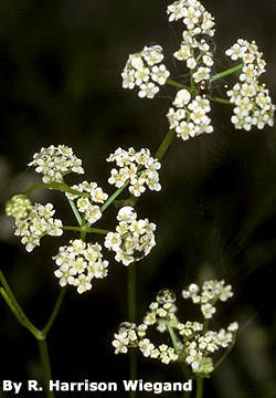 Harperella nodosa (Rose) Rose