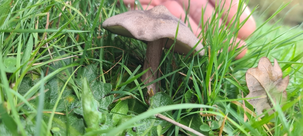 Entoloma porphyrophaeum · November 2025 · photo: © artgelling (iNaturalist, cc0)