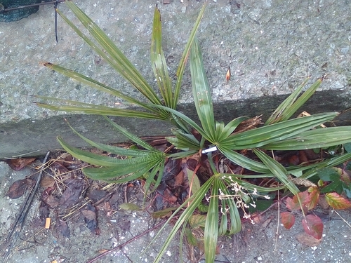 Trachycarpus fortunei