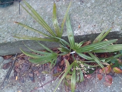 Chinesische Hanfpalme (Trachycarpus fortunei): Herkunft und Verwendung — Foto 2