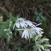 Lobelia clavata