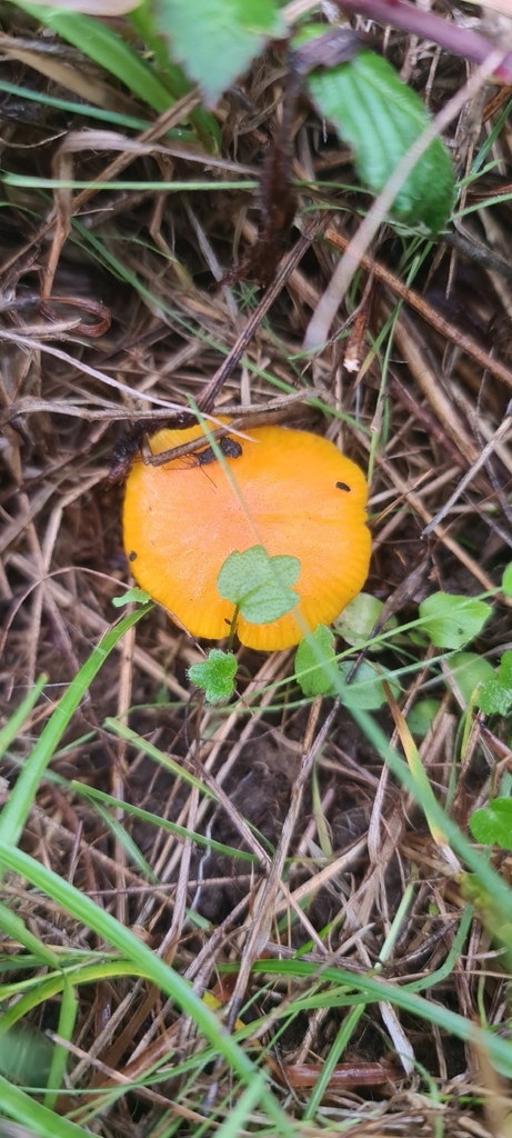 Hygrocybe ceracea · November 2025 · photo: © artgelling (iNaturalist, cc0)