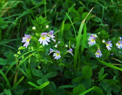 Euphrasia maximowiczii