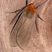 Pelochyta ruficollis - Photo (c) Rob C. H. M. Oudejans, some rights reserved (CC BY-NC), uploaded by Rob C. H. M. Oudejans