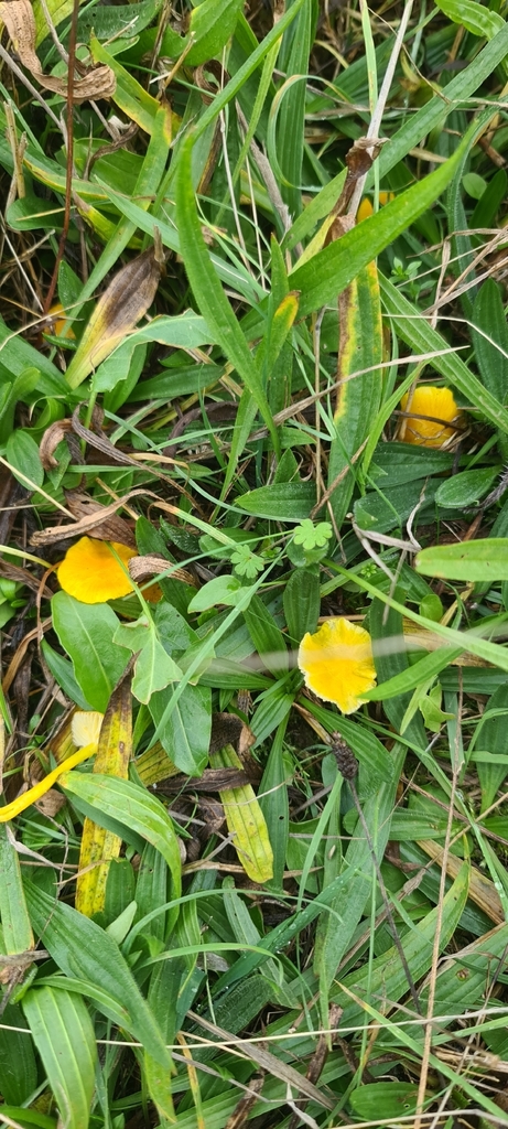 Hygrocybe ceracea · November 2025 · photo: © artgelling (iNaturalist, cc0)