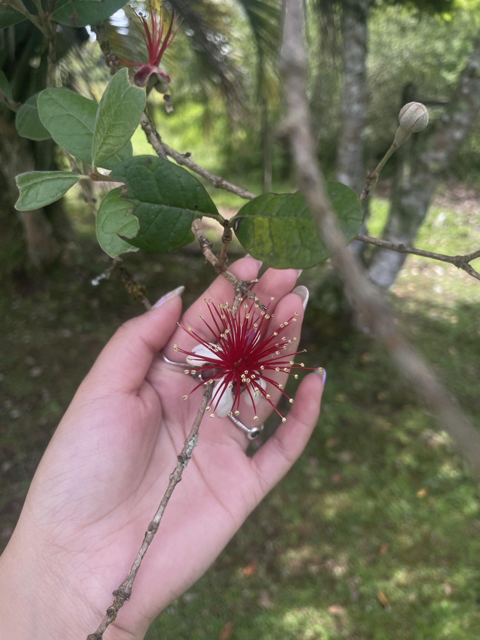 Feijoa sellowiana