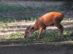 Cephalophorus natalensis