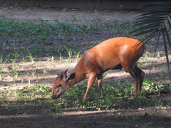 Cephalophorus natalensis