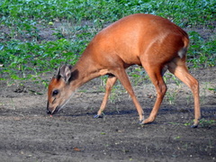 Cephalophorus natalensis