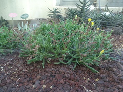 Rhombophyllum dolabriforme