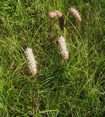 Sanguisorba tenuifolia