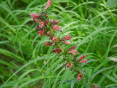 Pontechium maculatum