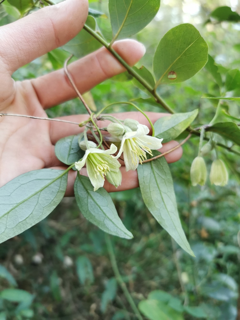 Clematis fasciculiflora