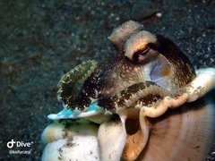 Amphioctopus