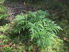 Molopospermum peloponnesiacum